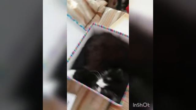 Котик помогает снимать игрушки с елки. смотреть онлайн