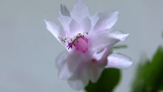 белый декабрист смотреть онлайн