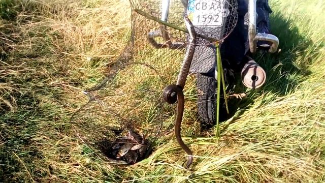 Случай на рыбалке. Как уж за рыбой ходил. Уж застрял в садке и танцует смотреть онлайн
