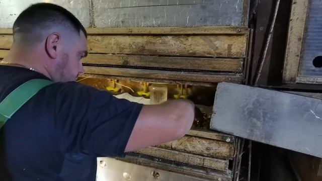 Вылупление перепелов, на максимум??? Не куда сажать, надо строить быстро брудер и клетки. смотреть онлайн