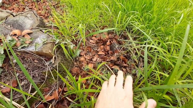 Прогулка по Цитрусовому совхозу. Абхазия смотреть онлайн