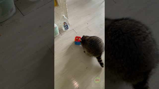 Енот погрыз игрушки смотреть онлайн