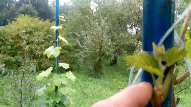 виноград смотреть онлайн