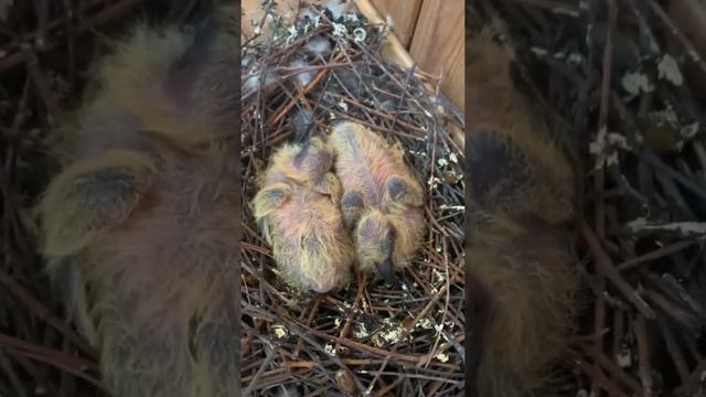 Голуби детёныши на балконе