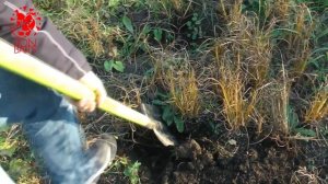 Тигровый орех, чуфа для рыбной ловли. Выращиваем сами.