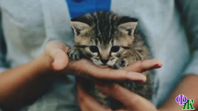 - Стыдно должно быть Вам, женщина! Стыд-но! – жалобно причитала КОШКА, прижавшись к моим ногам смотреть онлайн