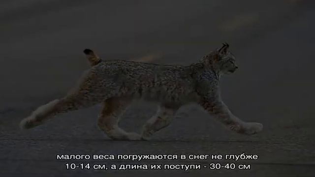 След рыси смотреть онлайн