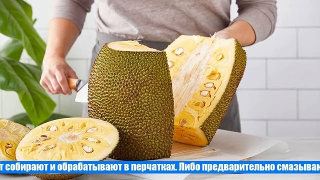 Удивительное хлебное дерево: описание, польза и техника выращивания джекфрута смотреть онлайн