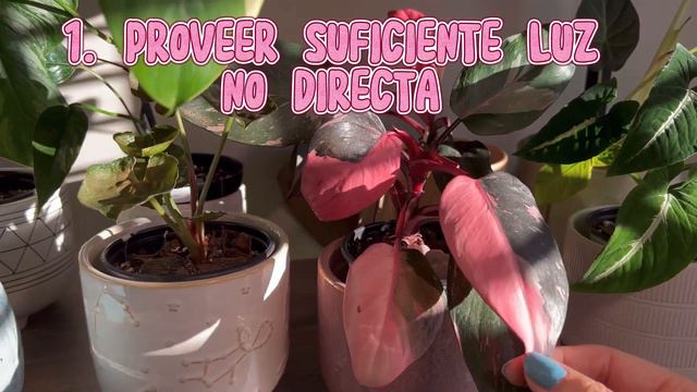 COMO CUIDAR LA PLANTA PHILODENDRON PINK PRINCESS, TODO SOBRE EL CUIDADO DE LA PRINCESA ROSA. смотреть онлайн
