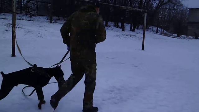 доберман Бостон.первые шаги в защитной службе(18,03,18).суровая Горловская весна смотреть онлайн