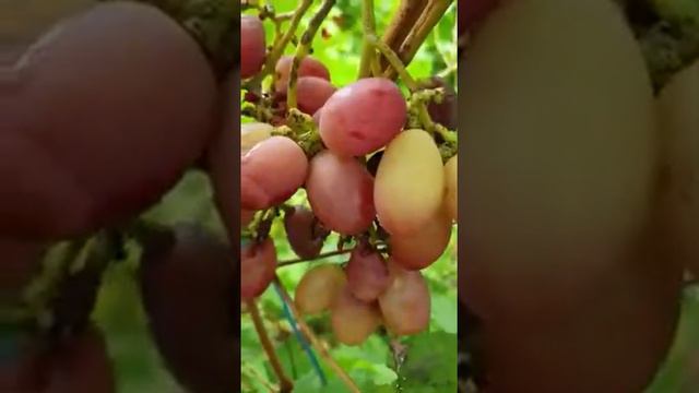 Виноград Днепровская ривьера Селекции Калугина В.М. 2019г смотреть онлайн