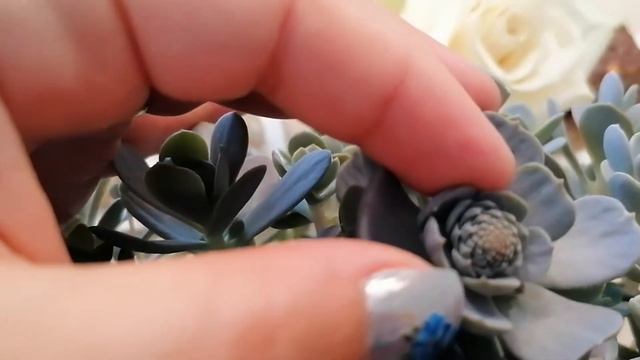 Горноколосник, уход и содержание!