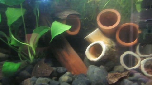 Запуск аквариума для Анциструсов и Пельвикохромисов. Между делом общаемся.) смотреть онлайн