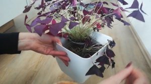 У Оксалиса # Кислицы ЗАВЯЛИ листья. Что делать?