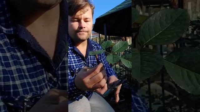 Как размножать розы... #Черенкованиероз. #Черенки. #Обрезкароз смотреть онлайн