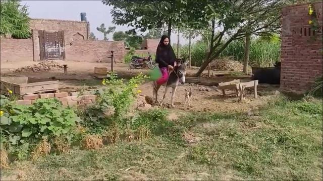Desi girl donkey riding in Punjabi village смотреть онлайн