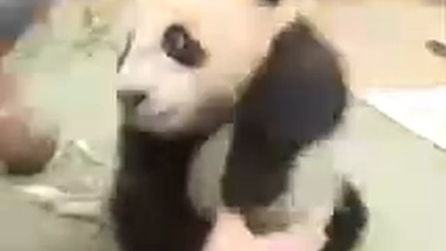#Panda_GIF смотреть онлайн