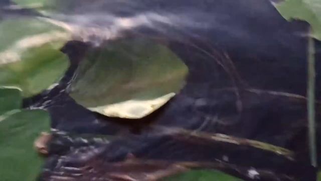 #рыбалка #рыбалкаиохота Поставил вершу на неделю! Проверял каждый день! Продолжение!Подписывайтесь смотреть онлайн