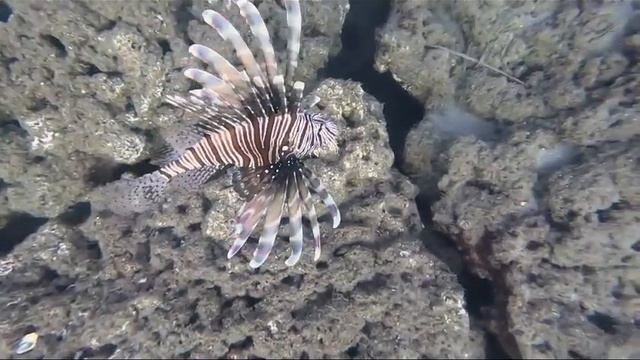 Lion fish in Alanya. Аланья. Крылатка у пляжа Клеопатра 2023г. смотреть онлайн