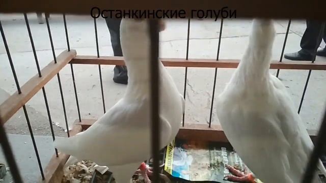 Останкинские голуби | Порода голубей смотреть онлайн