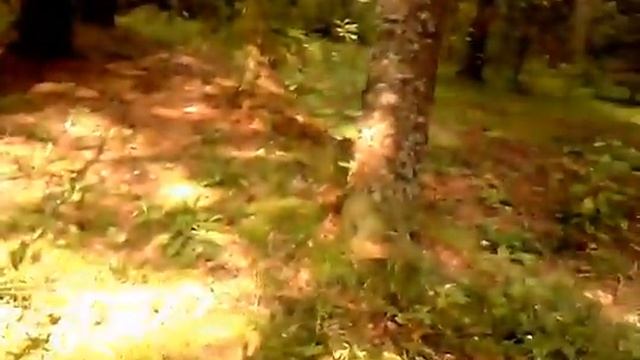 Гриб Король и его свита. Белые грибы в лесу Телеши. смотреть онлайн