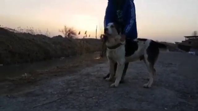 Туркмения Саят Лебап обзор собак Туркменский Волкодав Asian Work Dogs Alabai Turkmen Alabay смотреть онлайн