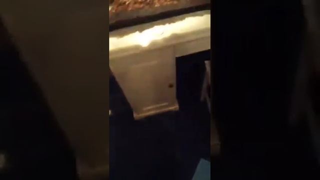 Periscope TV | 08.04.2016 Кормление питона живыми мышами(слабонервным не смотреть) смотреть онлайн