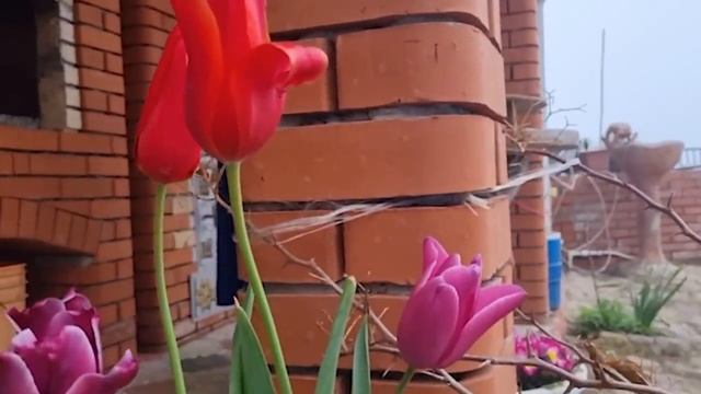 ПРИГОТОВИЛА ВКУСНЕЙШЕЕ ПЕЧЕНЬЕ Азербайджанская Кухня Деревенская Кухня Рецепты смотреть онлайн