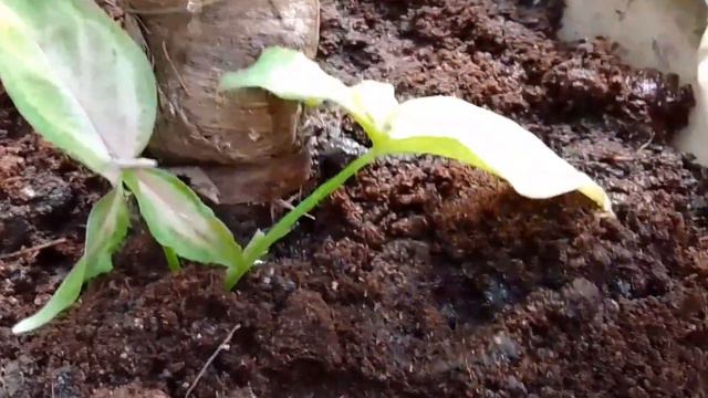 How to propagate Syngonium 'Pink Splash' easily