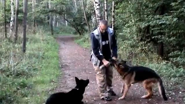 Дрессировка собак ОКД апортировка первая часть смотреть онлайн