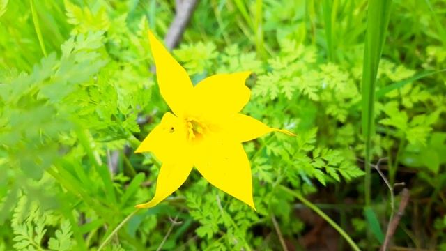 Медитация для успокоения нервной системы и повседневного отдыха от забот. Люсьен Шамбаллани. смотреть онлайн