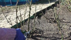 Весенняя обрезка роз по сортам. Уход за розами весной