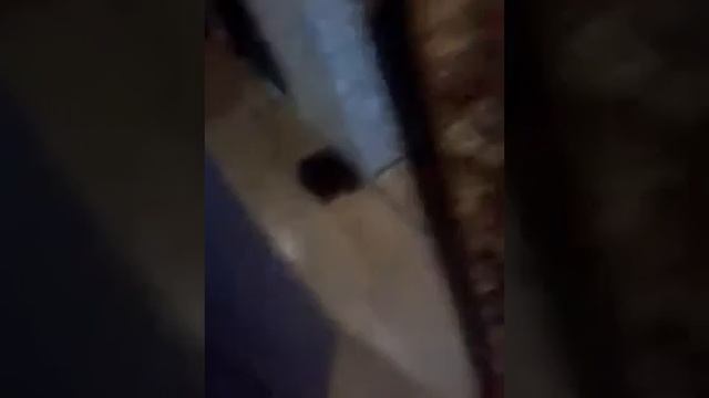 Наше утро с Беллой VLOG 1 смотреть онлайн