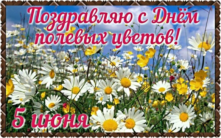 5 июня- день полевых цветов. смотреть онлайн