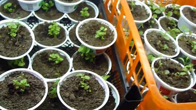 РАССАДА АПРЕЛЯ. КАПУСТА ДЕКОРАТИВНАЯ СЕЗОН 2019. смотреть онлайн