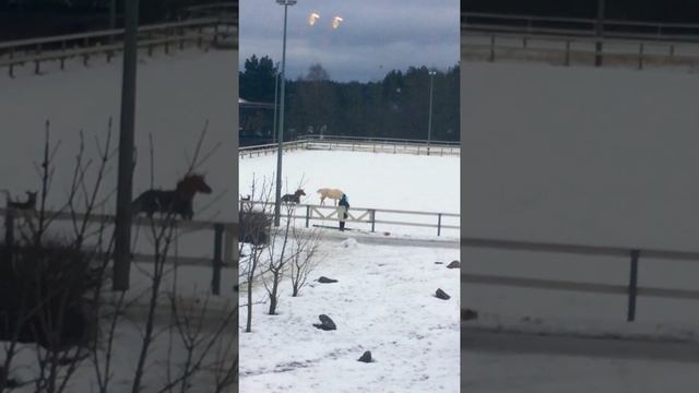 Ржака! Собака и карликовый Пони! #пони смотреть онлайн