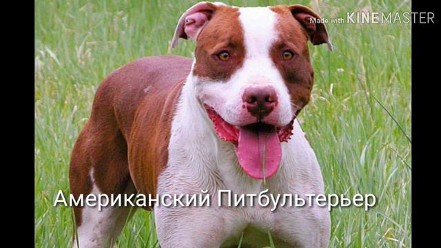Породы Собак#2 смотреть онлайн