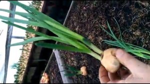 Лук Штутгартер Ризен (Штутгарт) зачатковость, отзыв