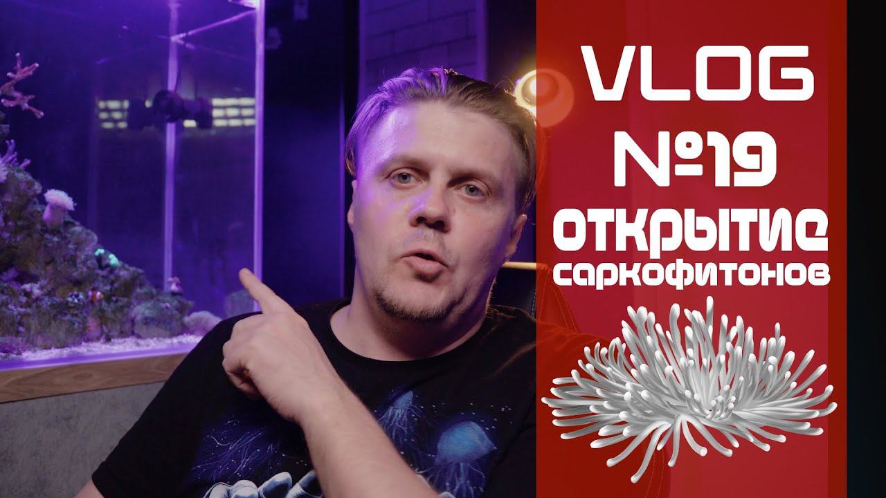 VLOG 19 (Откритие саркофитонов) смотреть онлайн