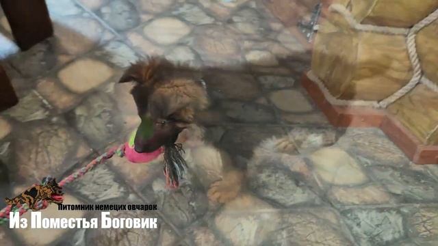 ГРАФ ИЗ ПОМЕСТЬЯ БОГОВИК (2 месяца) щенок д/ш немецкой овчарки смотреть онлайн