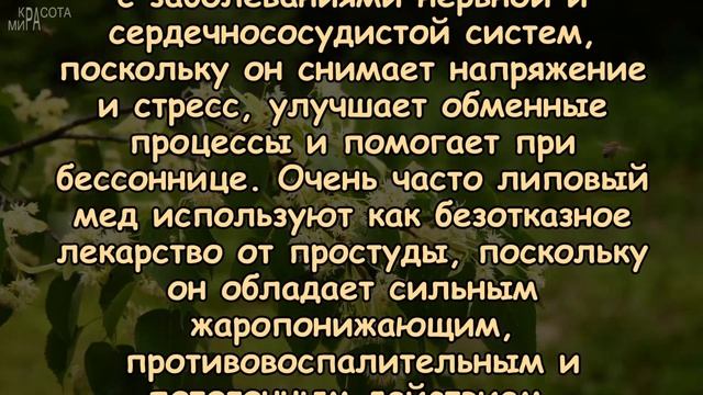 ЛИПОВЫЙ МЁД для красоты и здоровья смотреть онлайн