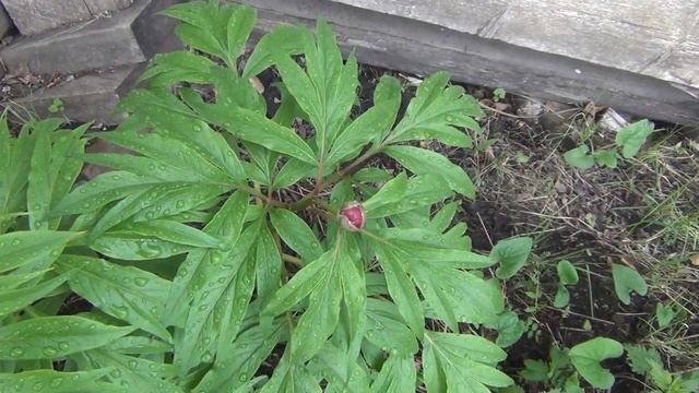 Цветок Марьин корень  на 4 июня 2017 дача, огород, сад цветы марьин корень