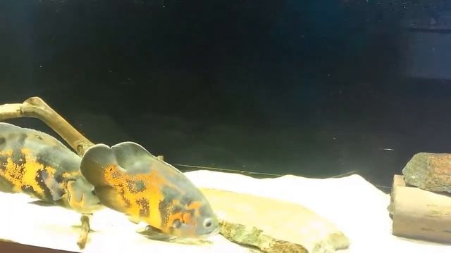 АСТРОНОТУСЫ зарисовка смотреть онлайн