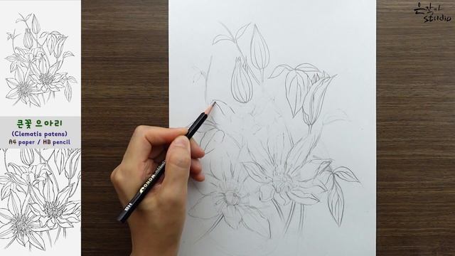 Clematis patens Drawing | 으아리 꽃그림 그리기 | Botanical Art смотреть онлайн