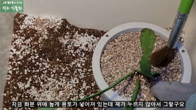 공작 선인장, 독일 황후, 생선뼈 선인장 재배 방법, 분갈이및 키우는 방법 총정리 (Epiphyllum germanempress & Cryptocereus anthonyanus смотреть онлайн