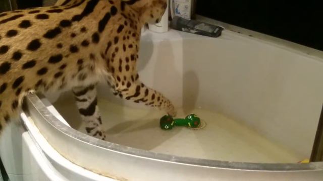 Сервалы не боятся воды :-) смотреть онлайн