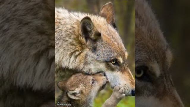 Мама-она и в Африке мама. Животные и их детёныши. смотреть онлайн