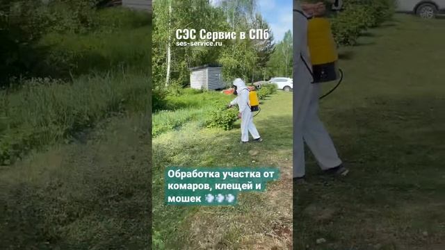 Обработка участка от комаров, клещей и мошек в Ленинградской области. Уничтожение гнуса смотреть онлайн