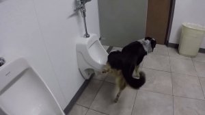 Собака писает в писуар