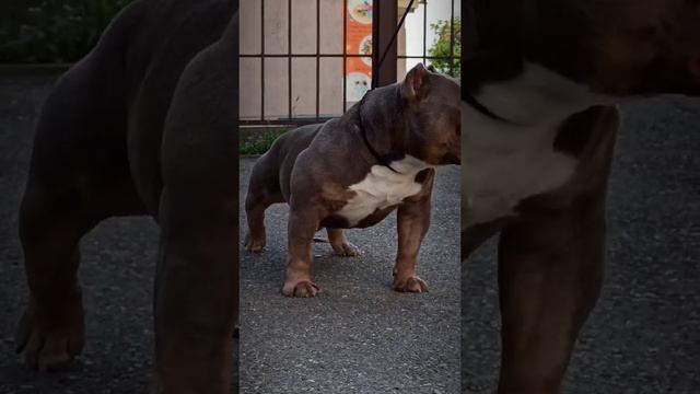 AMERICAN BULLY/Американский Булли. Собака бодибилдер! IRON KOBA. смотреть онлайн
